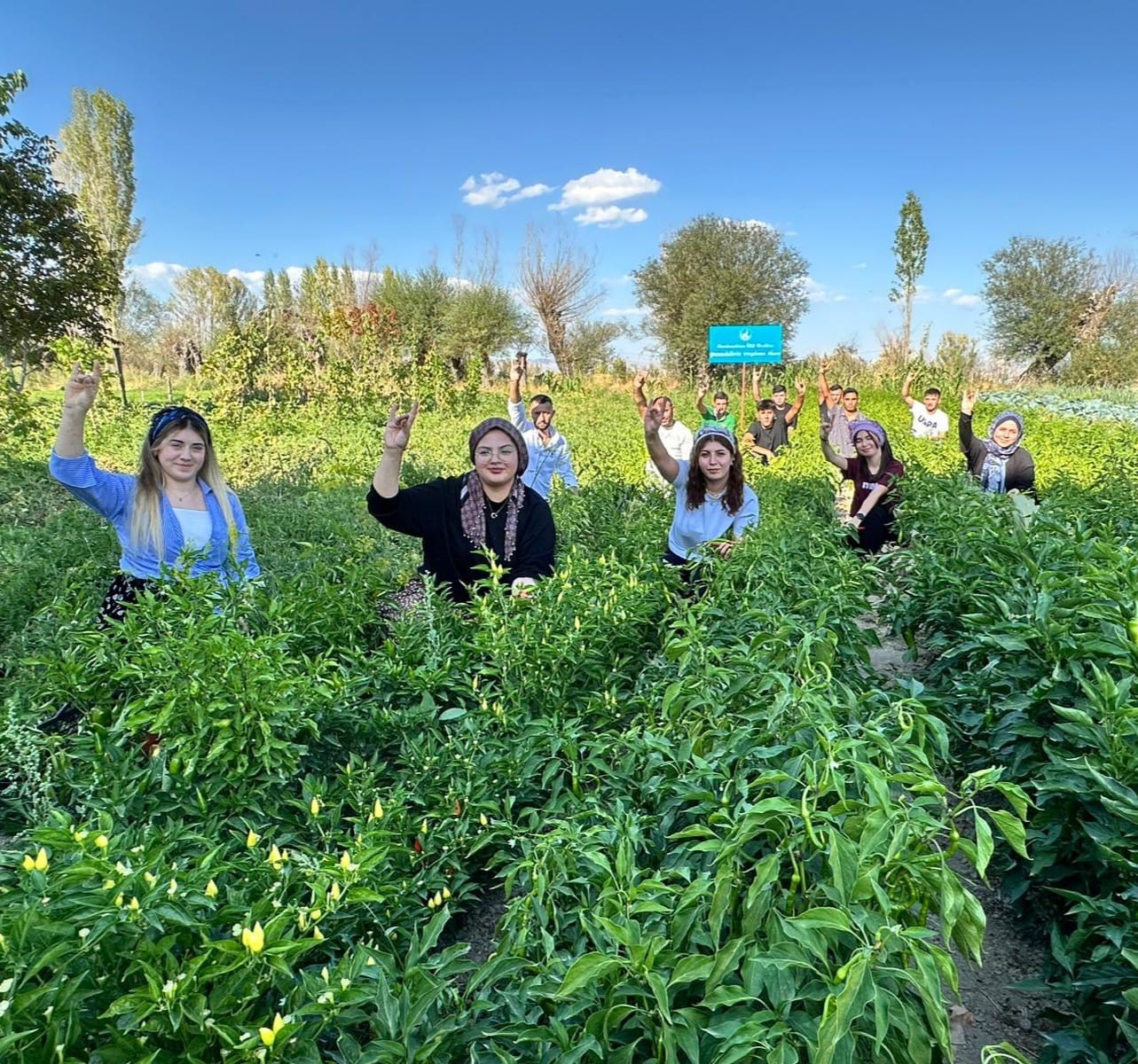 100 Yılık Ata Tohumuyla Ilk Hasat Yapıldı (2)