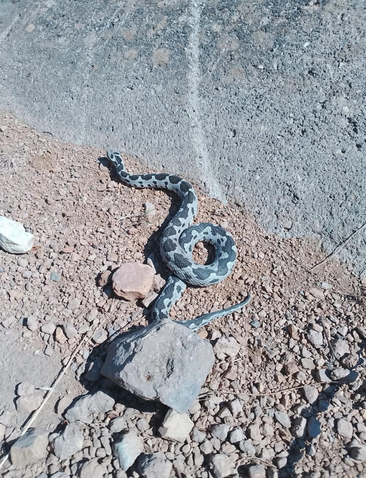 2 Metrelik Yılan Korkuttu (3)