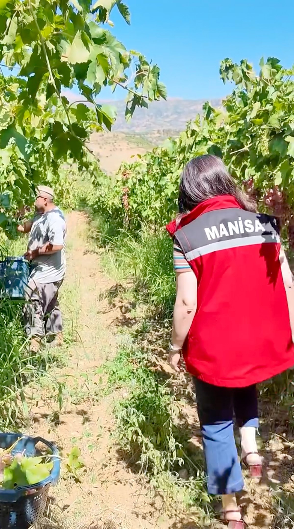 6 Ton Üzüm Imha Edildi, Sebebi Açıklandı (2)