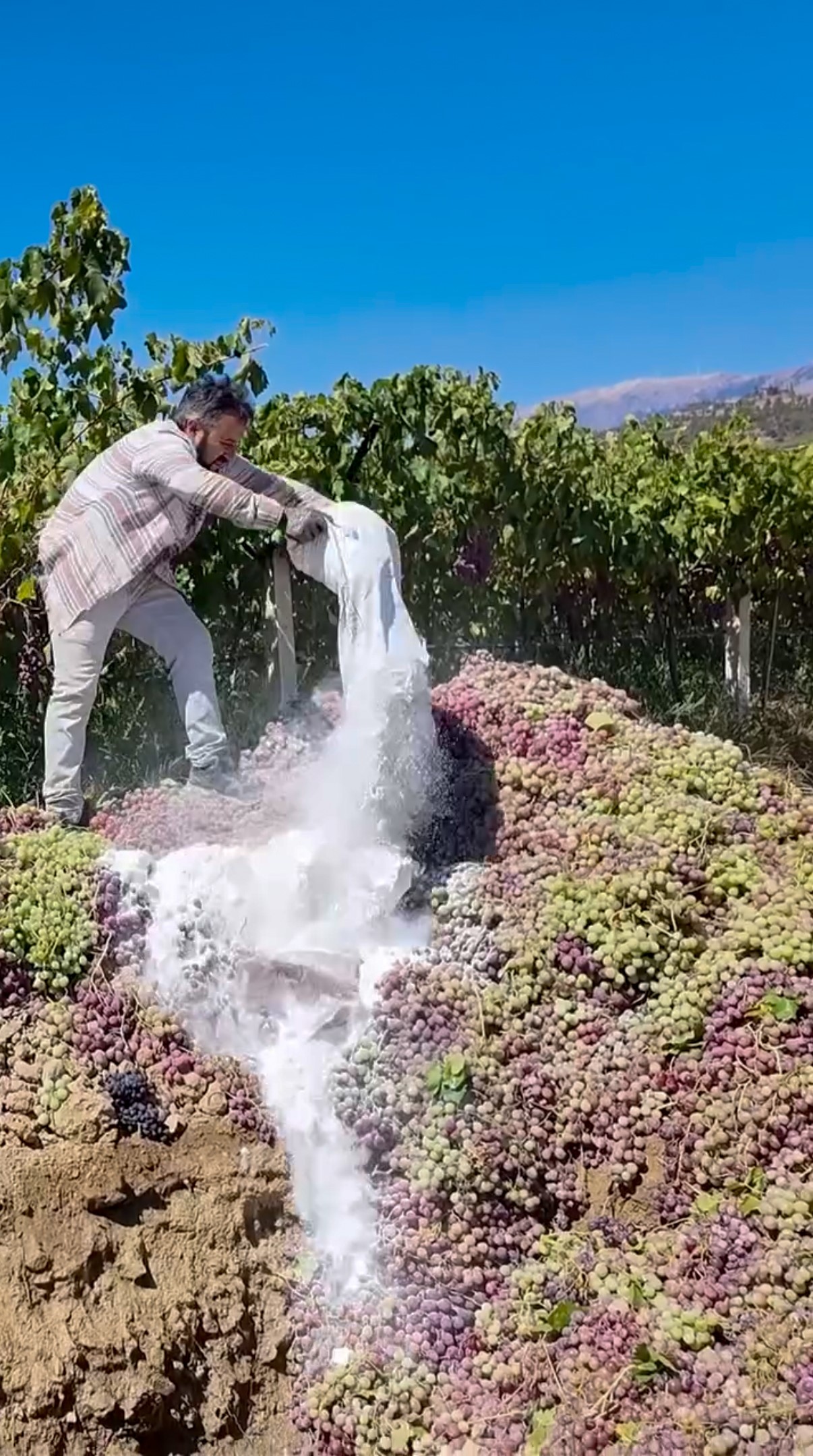 6 Ton Üzüm Imha Edildi, Sebebi Açıklandı