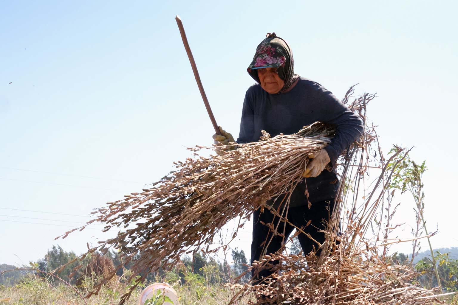 Altın Susamda ‘Deli Mehmet' Bereketi (2)