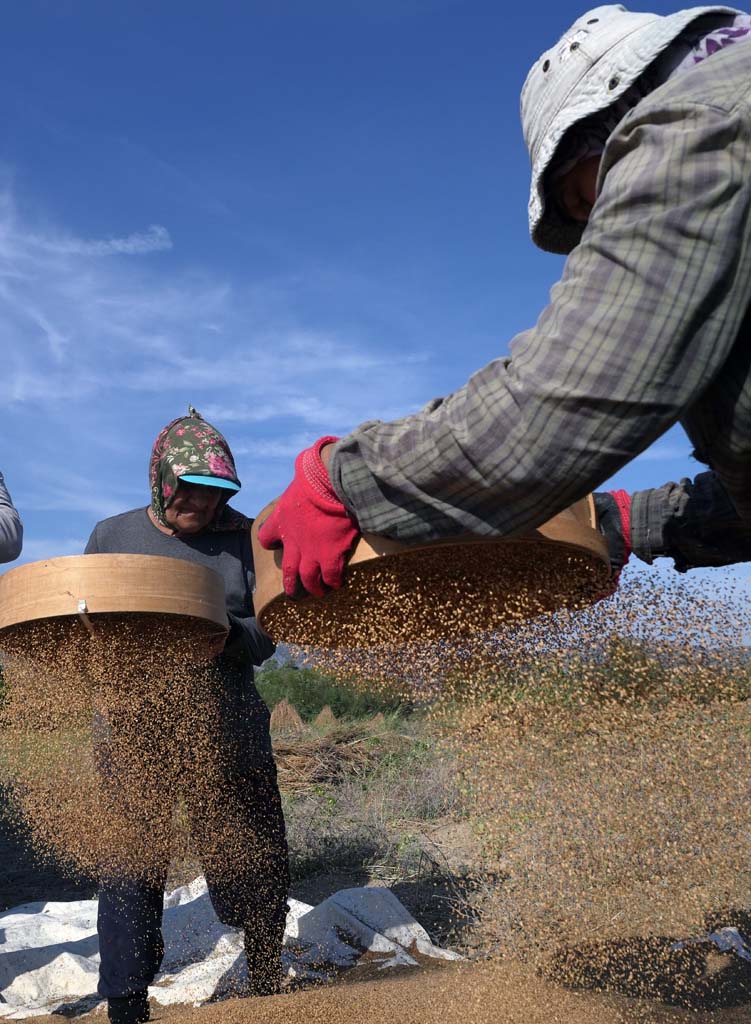 Altın Susamda ‘Deli Mehmet' Bereketi (3)-1