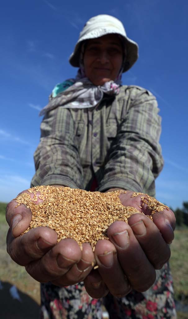Altın Susamda ‘Deli Mehmet' Bereketi (4)