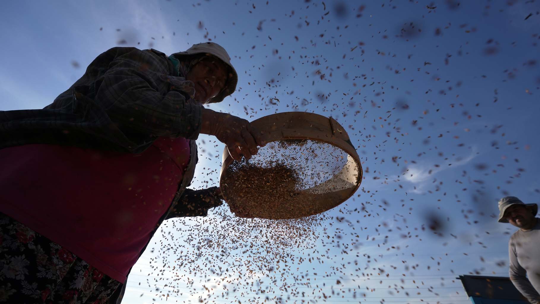 Altın Susamda ‘Deli Mehmet' Bereketi (5)-1