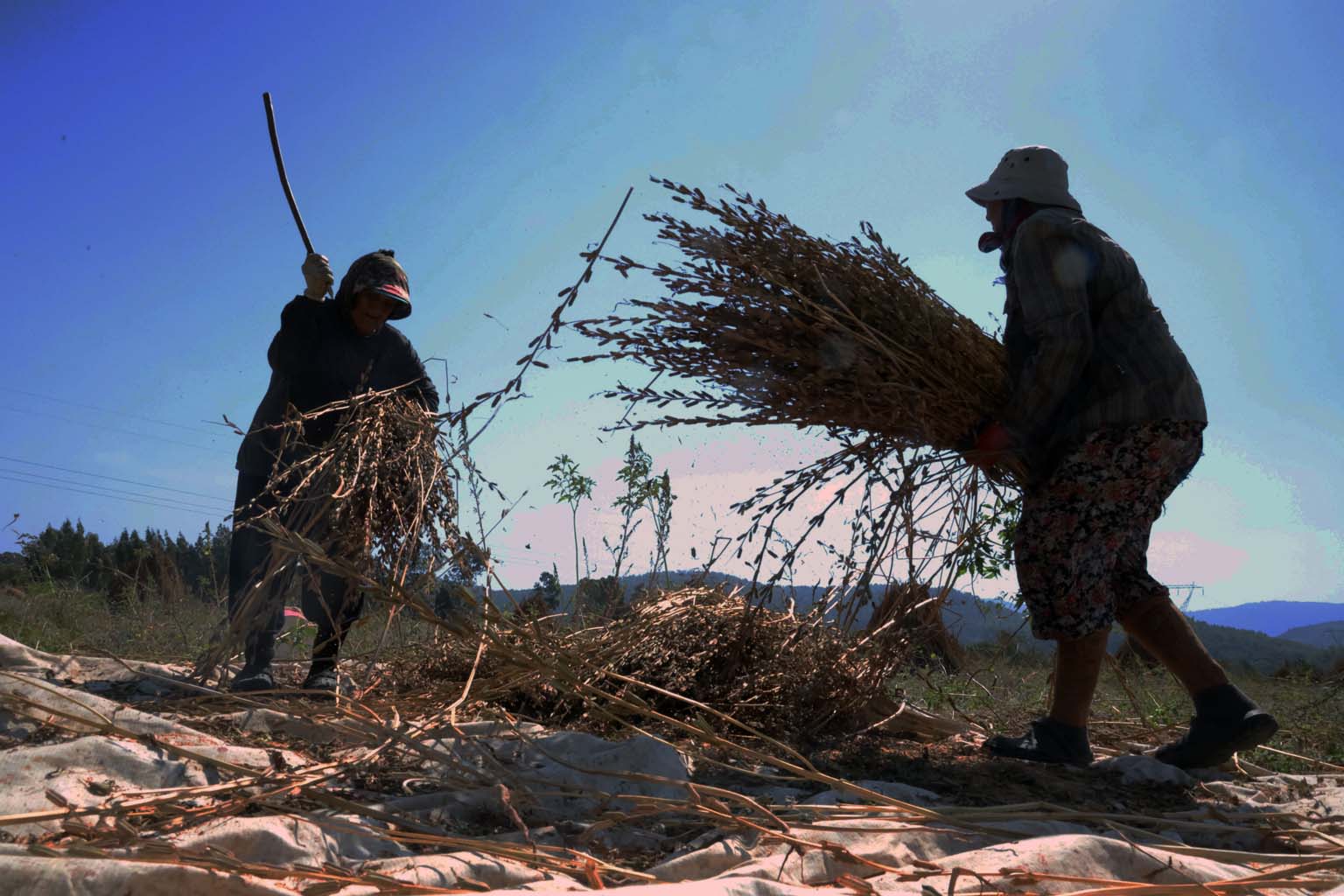 Altın Susamda ‘Deli Mehmet' Bereketi (7)