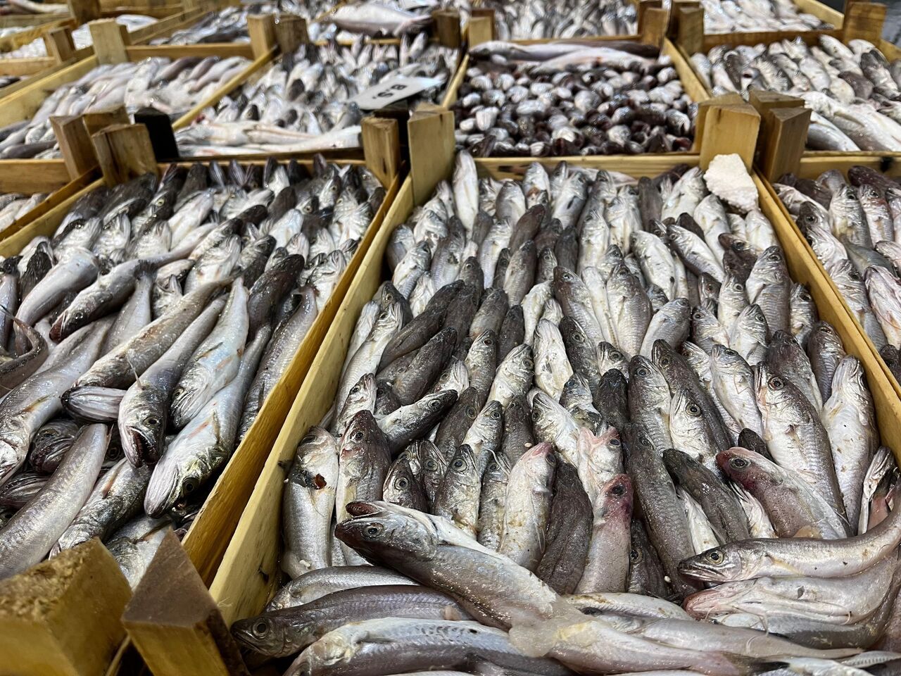 Av Sezonu Başladı, Balık Hali Bereketle Doldu (2)