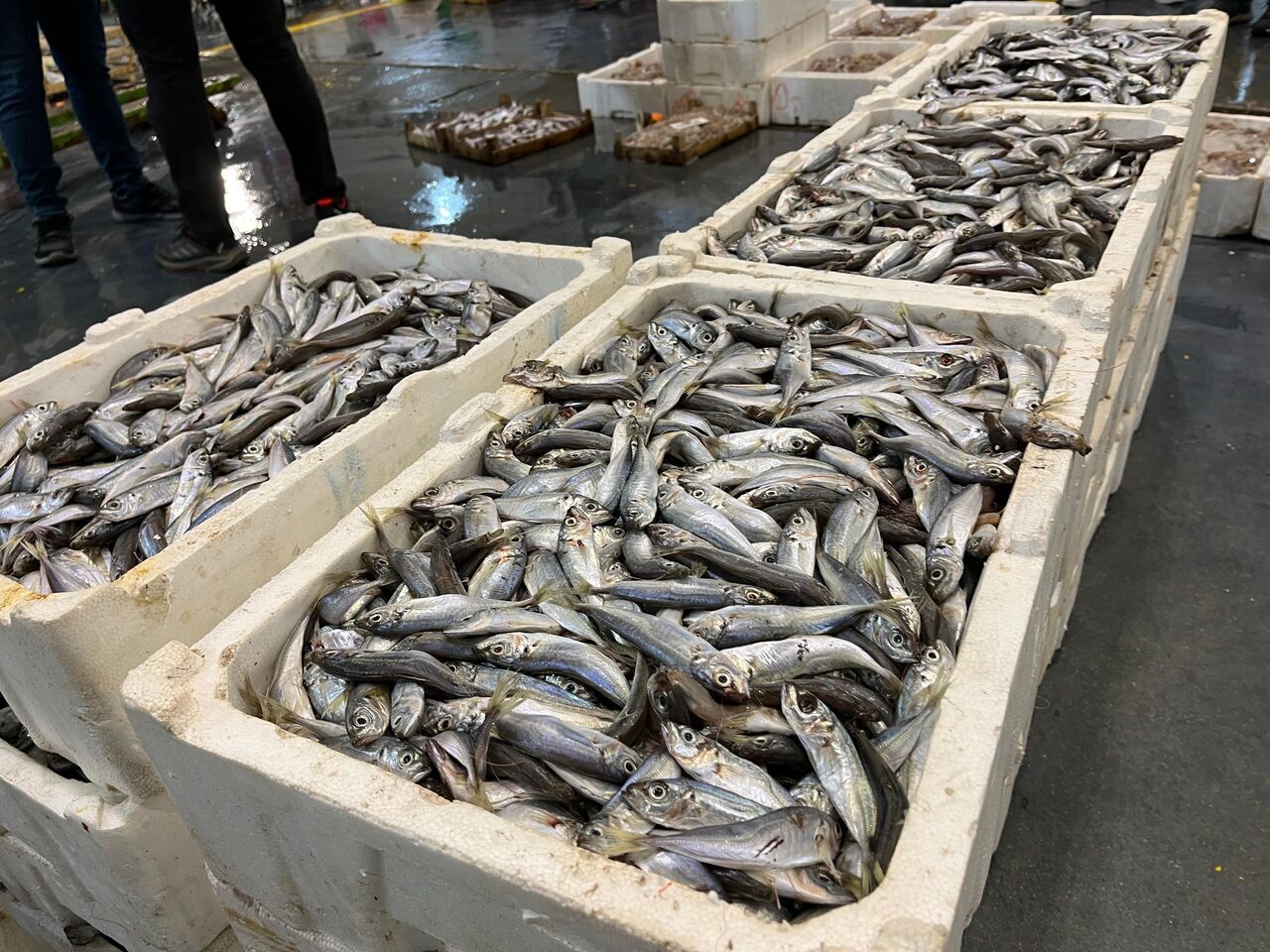 Av Sezonu Başladı, Balık Hali Bereketle Doldu (3)