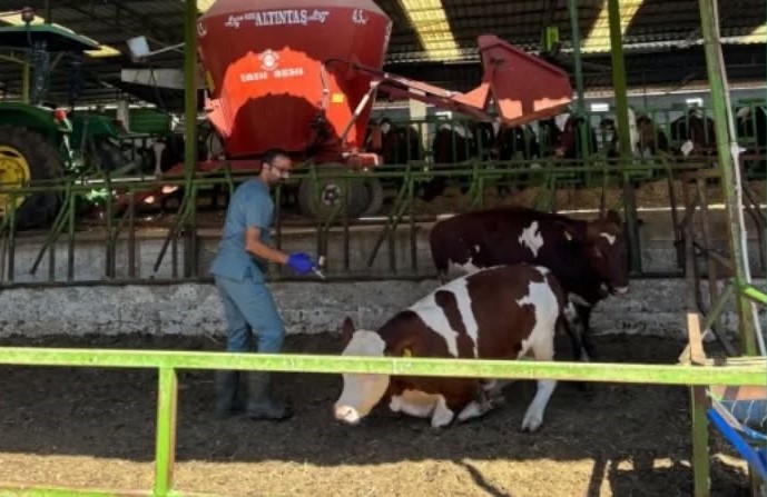 Aydın’a Şap Hastalığı Uyarısı Geldi (2)