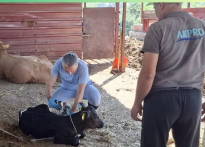 Aydın’a Şap Hastalığı Uyarısı Geldi (3)