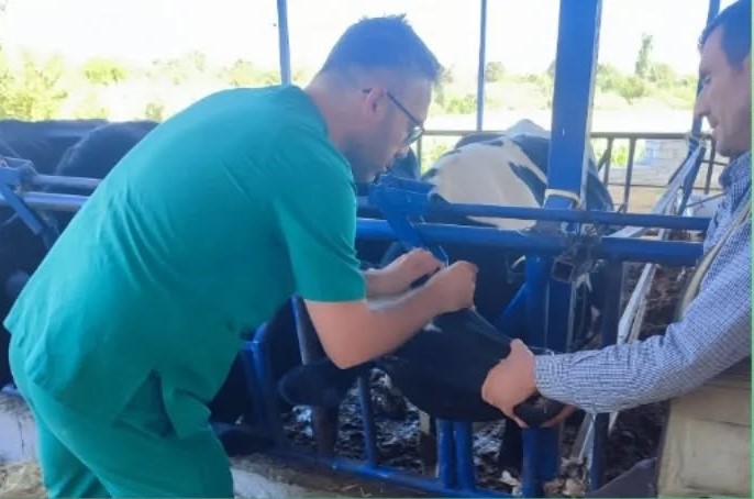 Aydın’a Şap Hastalığı Uyarısı Geldi