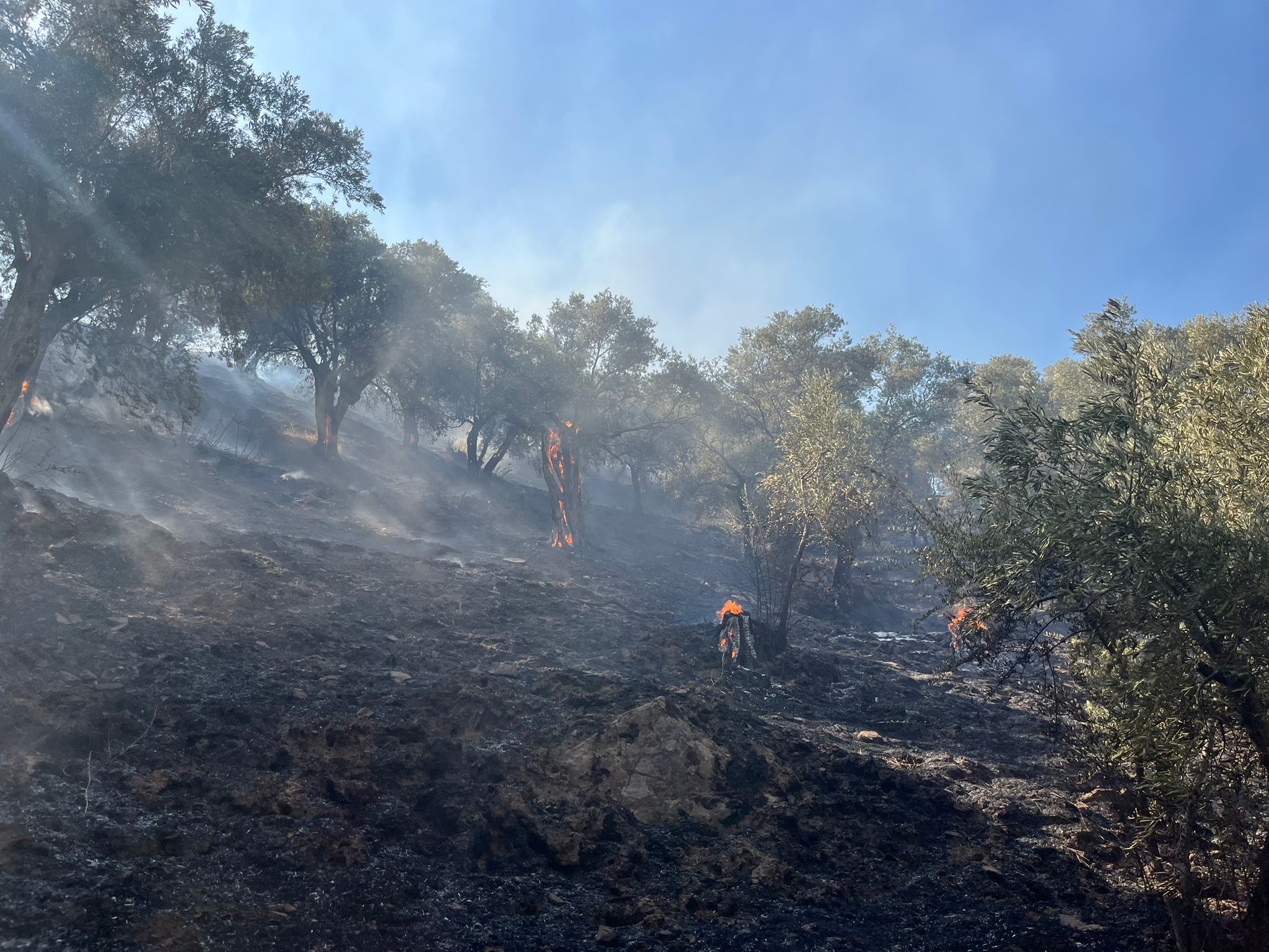 Aydın’da 30 Dönüm Küle Döndü (3)