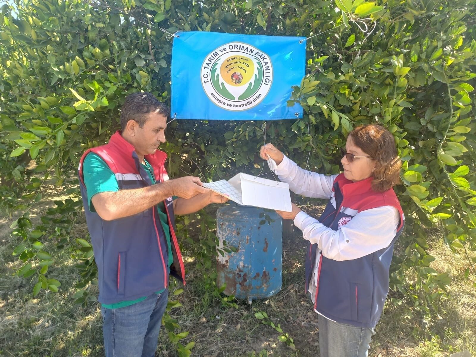 Aydın’da Akdeniz Meyve Sineği Alarmı (4)