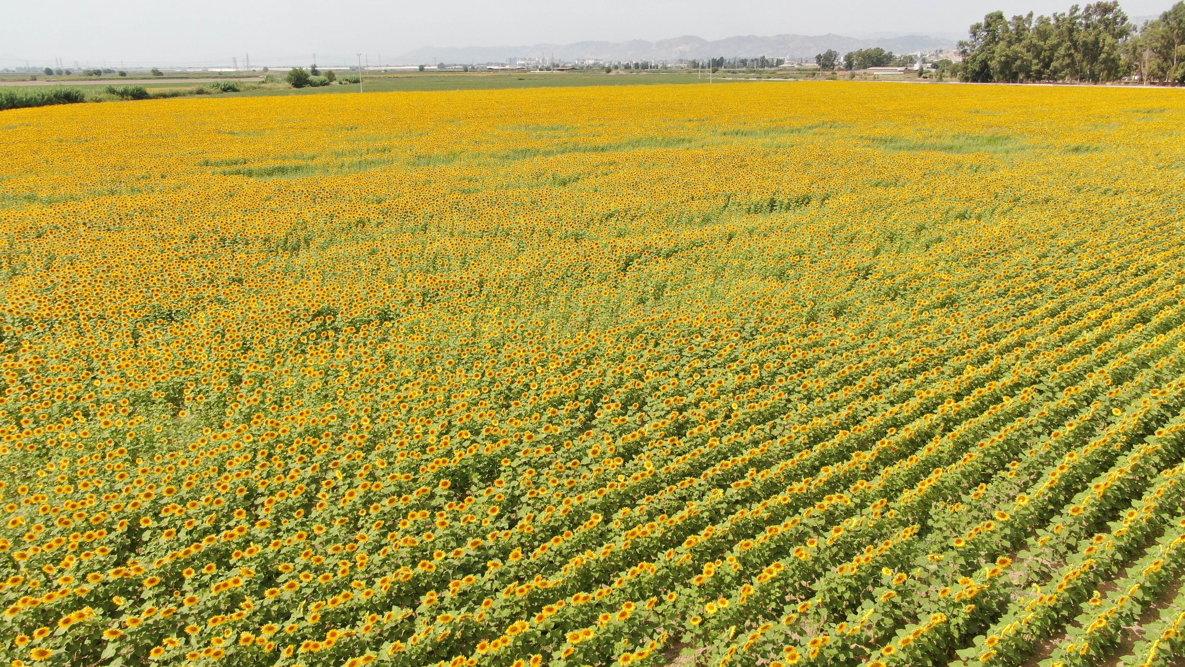Aydın’da Arabaları Durduran Manzara (3)