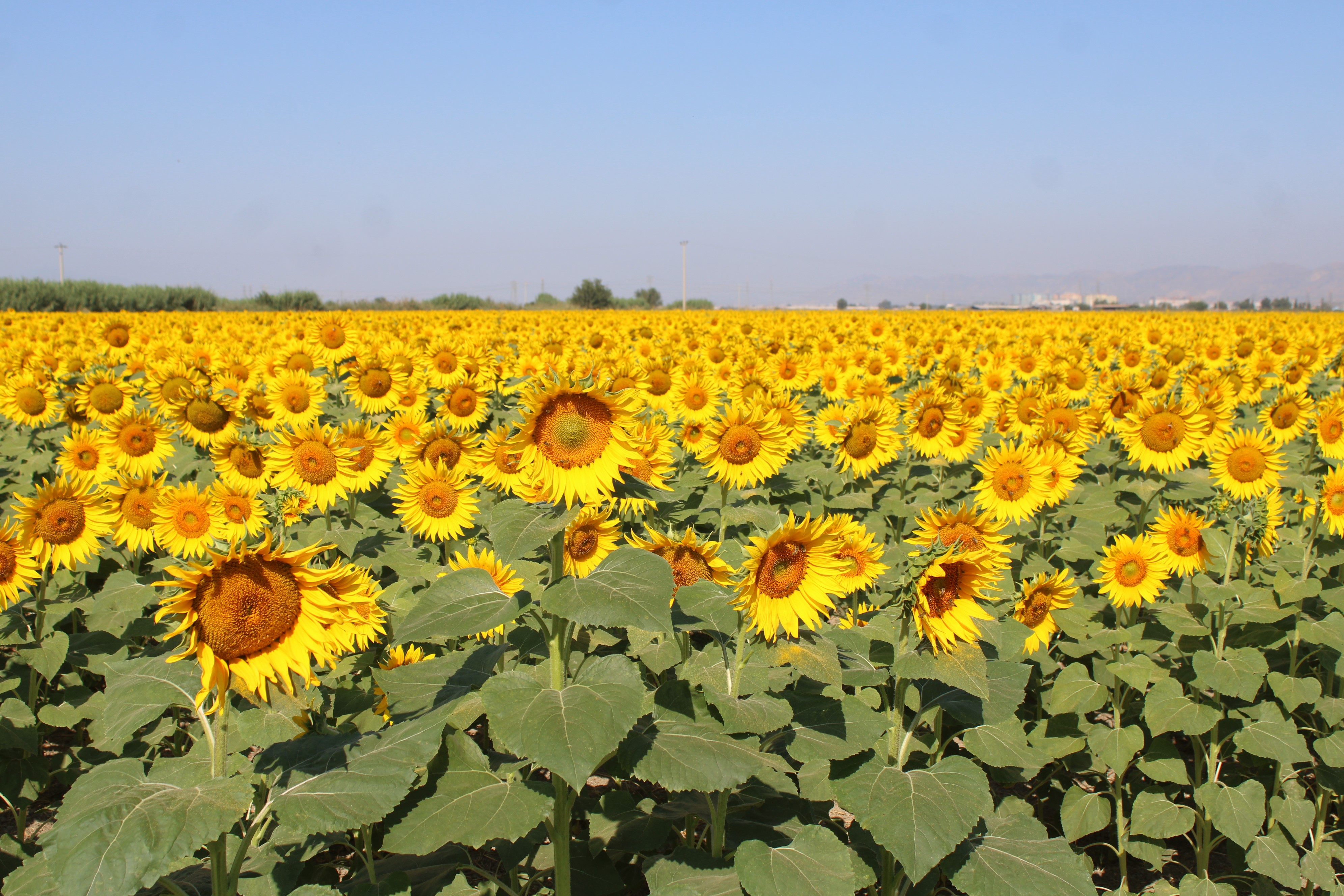Aydın’da Arabaları Durduran Manzara (8)