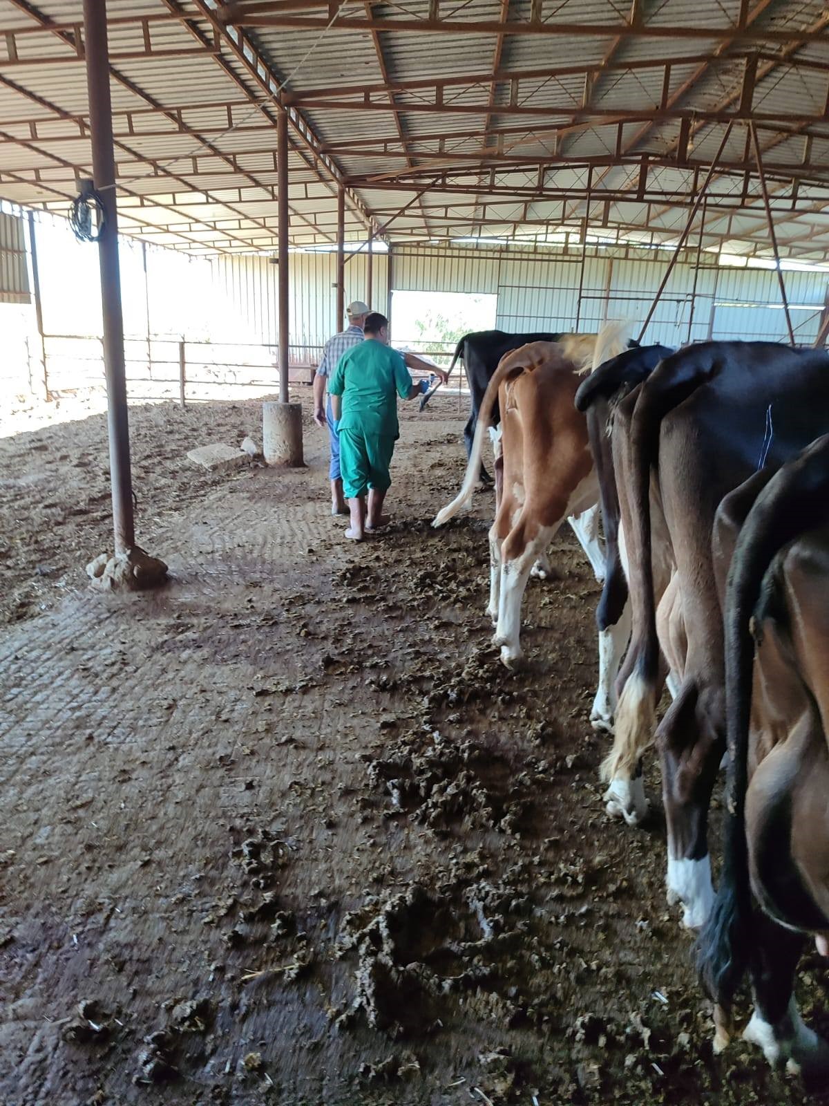 Aydın’da Brucella Hastalığına Karşı Çalışma Başlatıldı (2)