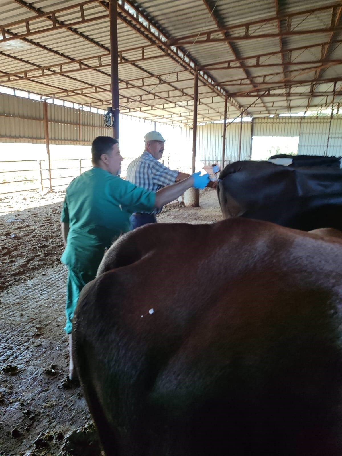 Aydın’da Brucella Hastalığına Karşı Çalışma Başlatıldı (3)