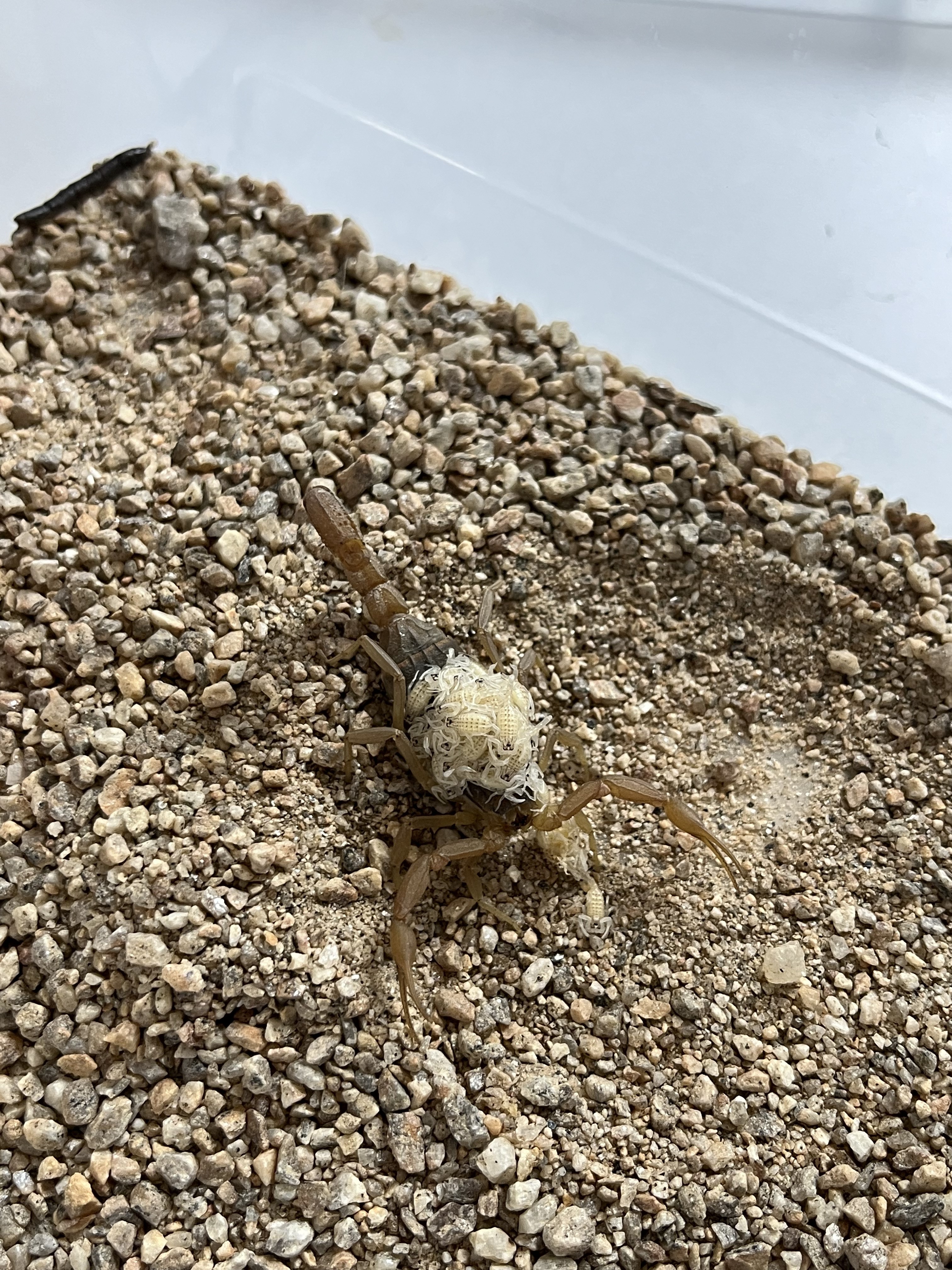 Aydın’da Bu Işletme Zehir Üretiyor (2)