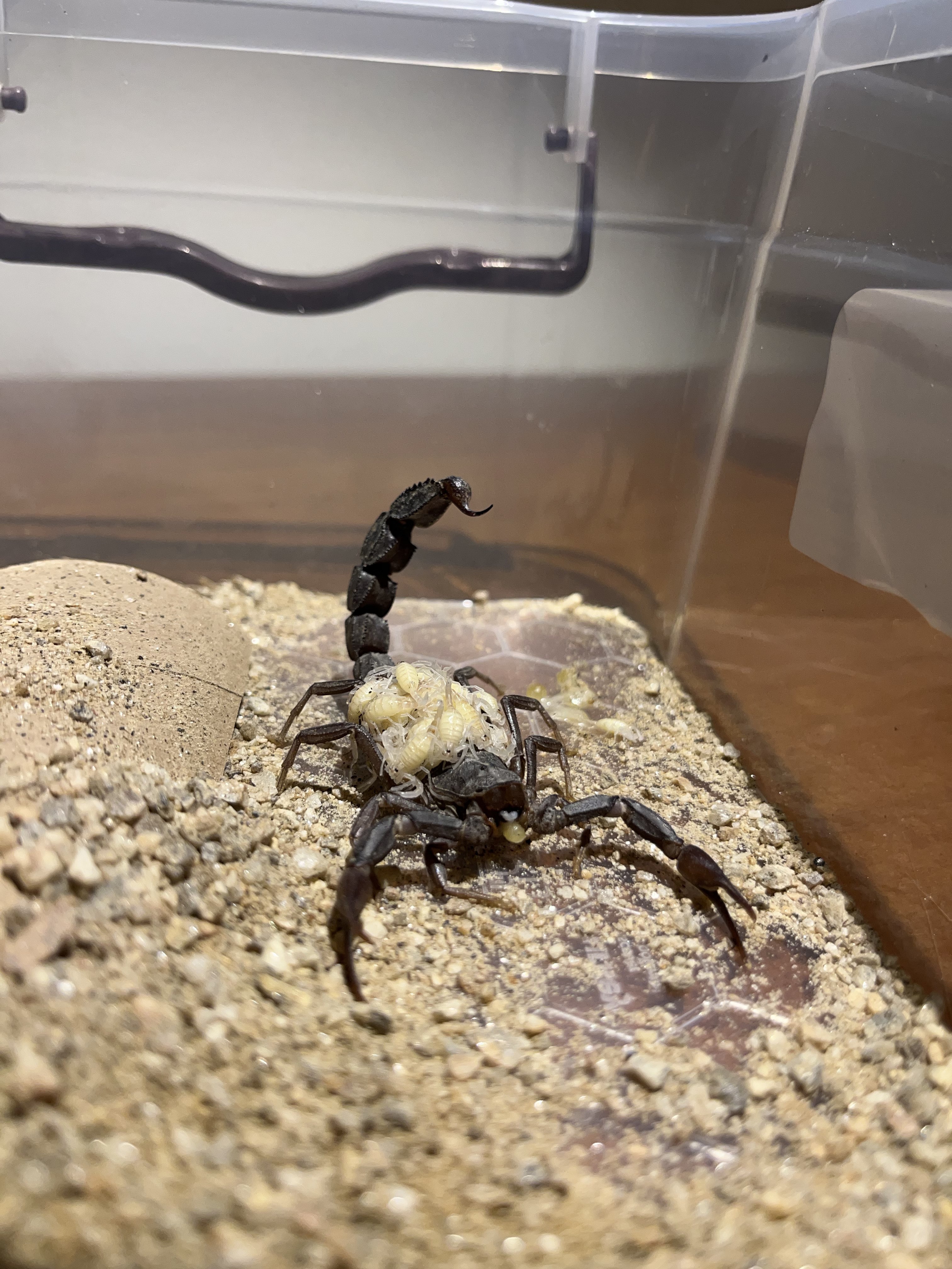 Aydın’da Bu Işletme Zehir Üretiyor (3)