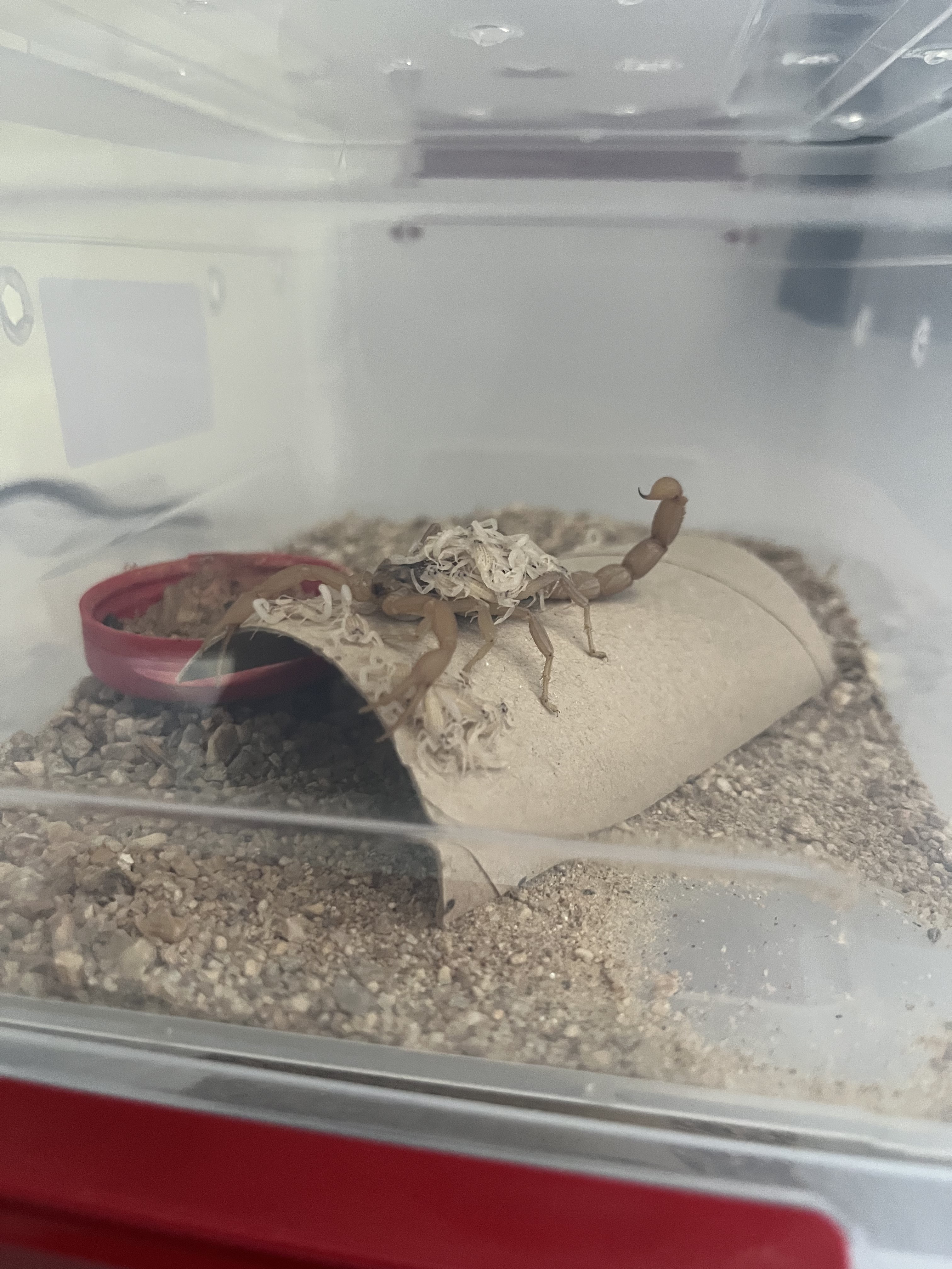 Aydın’da Bu Işletme Zehir Üretiyor (4)