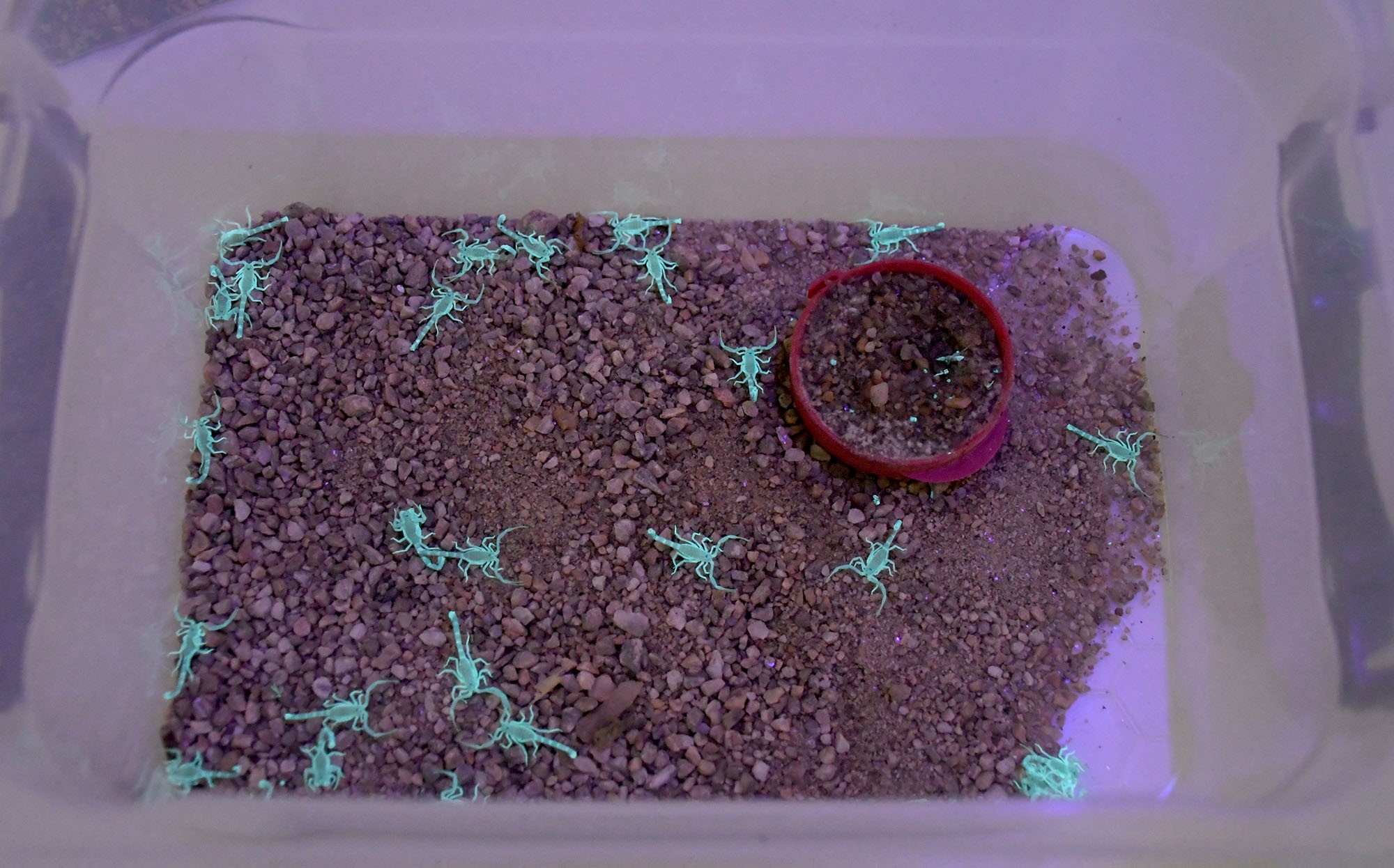 Aydın’da Bu Işletme Zehir Üretiyor (6)