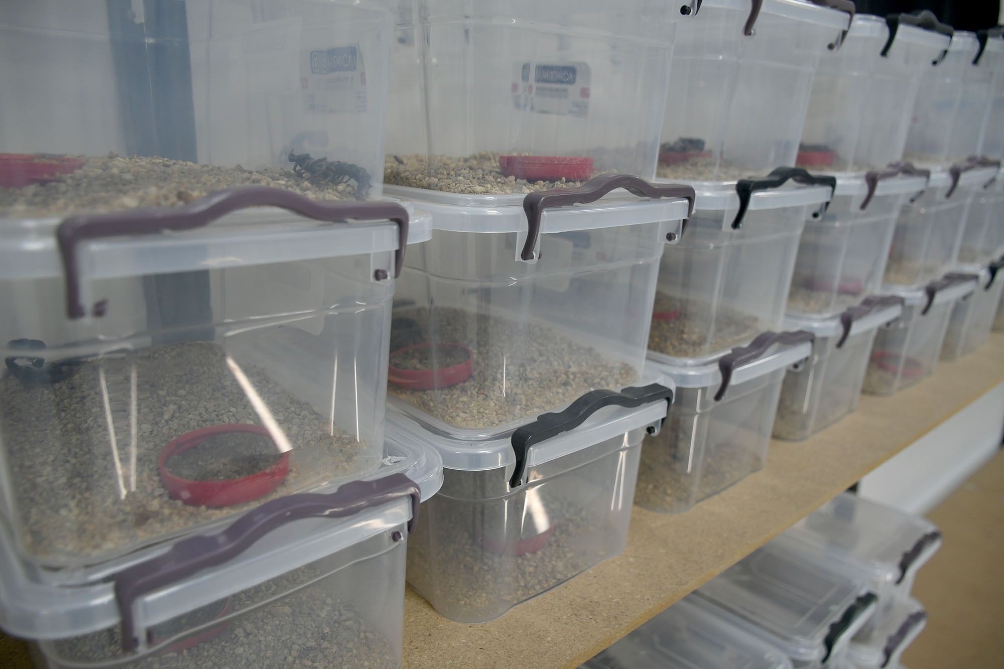 Aydın’da Bu Işletme Zehir Üretiyor (7)