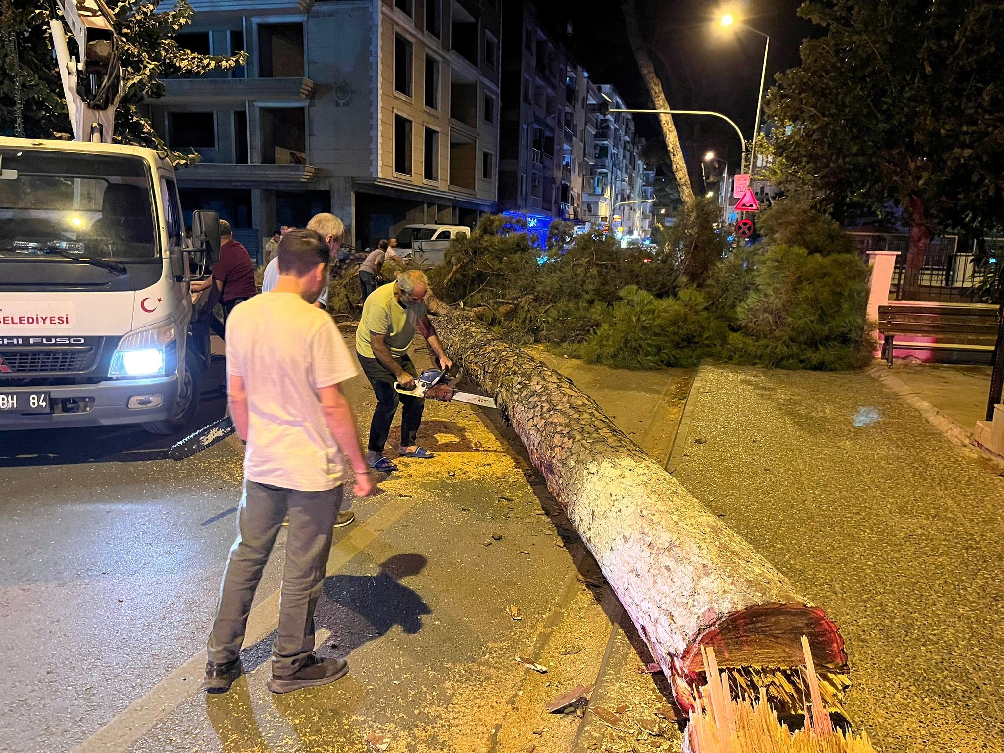 Aydın’da Çam Devrildi (2)