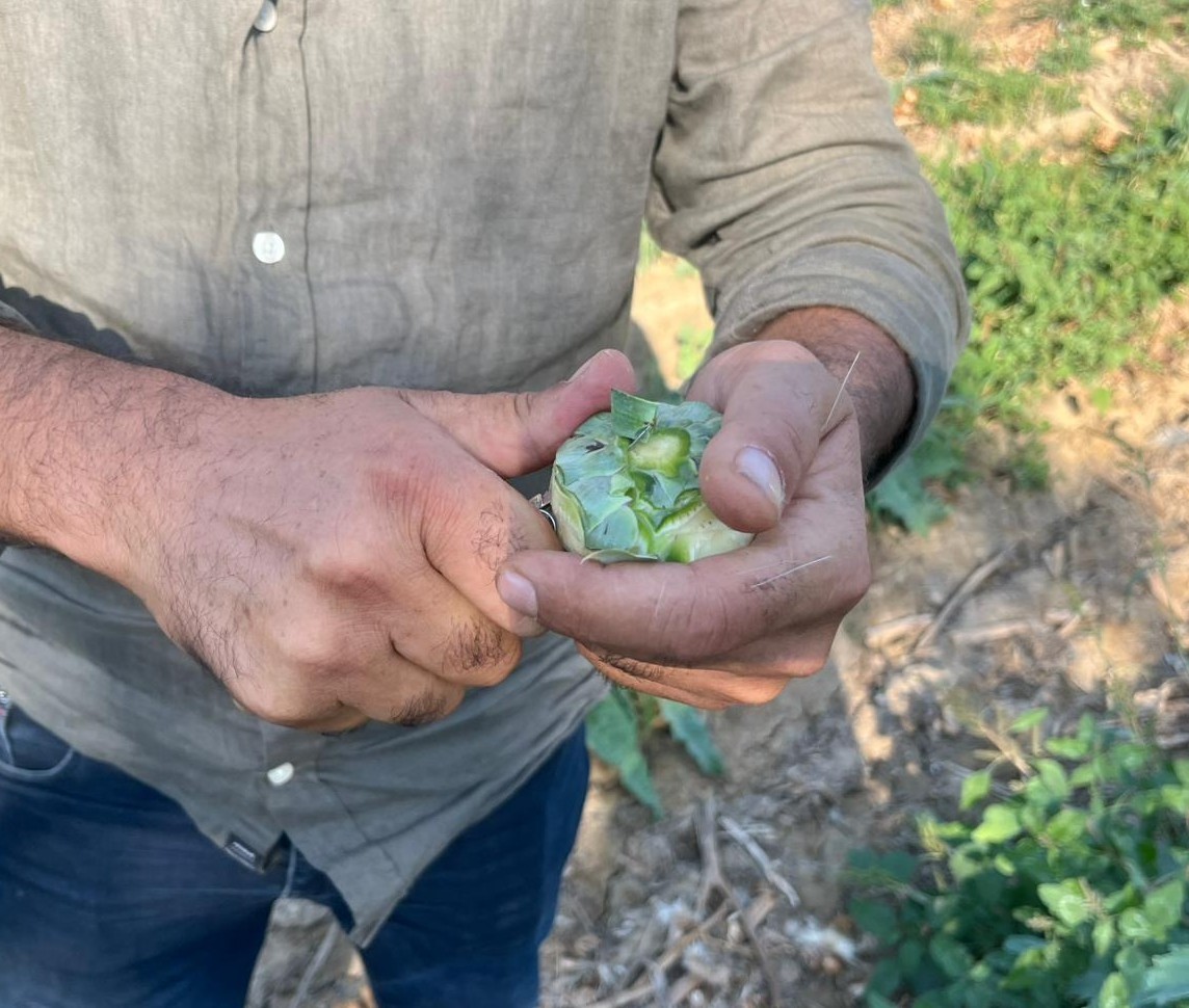 Aydın’da Enginar Üreticisi Dertli (2)