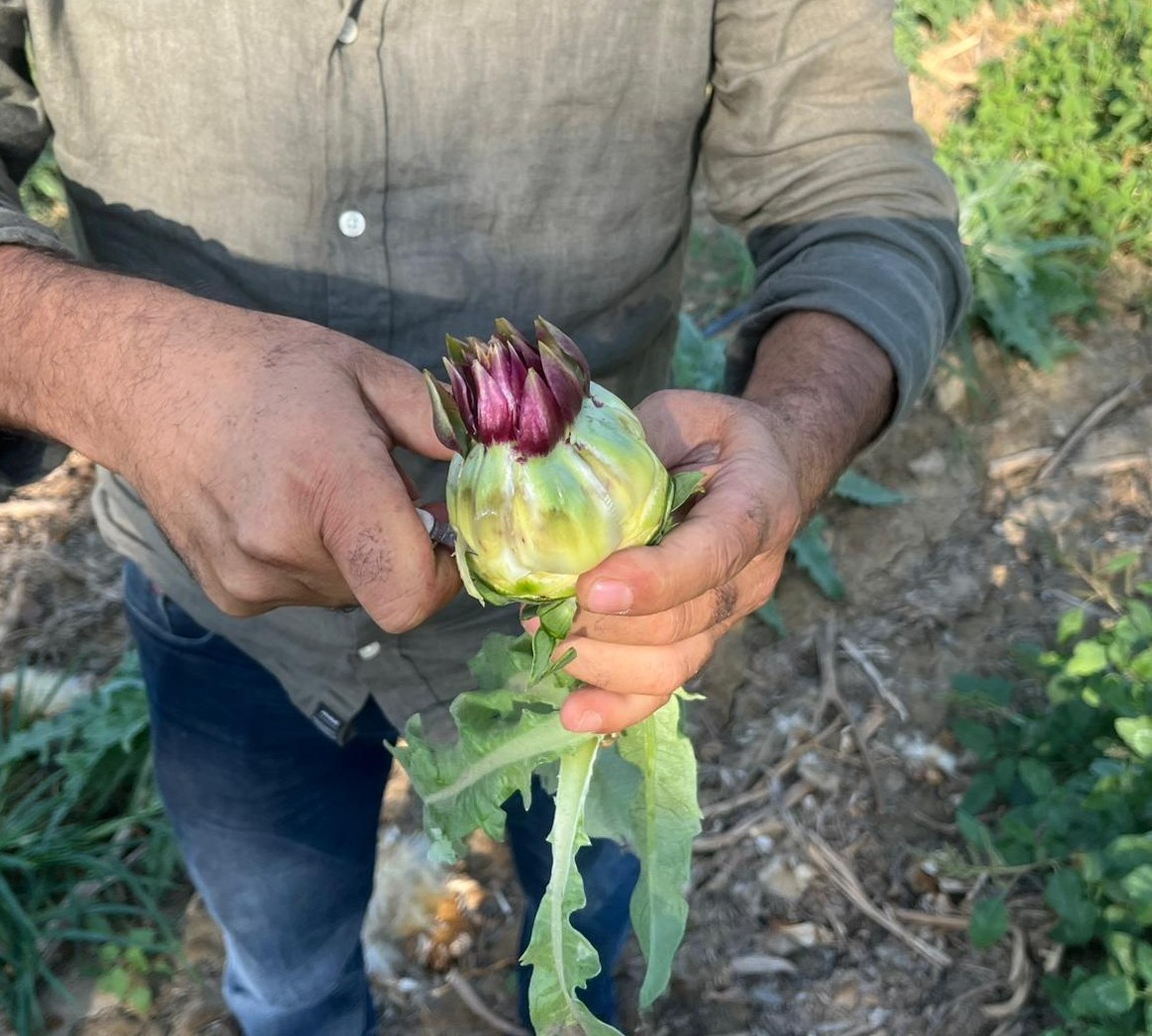 Aydın’da Enginar Üreticisi Dertli (3)