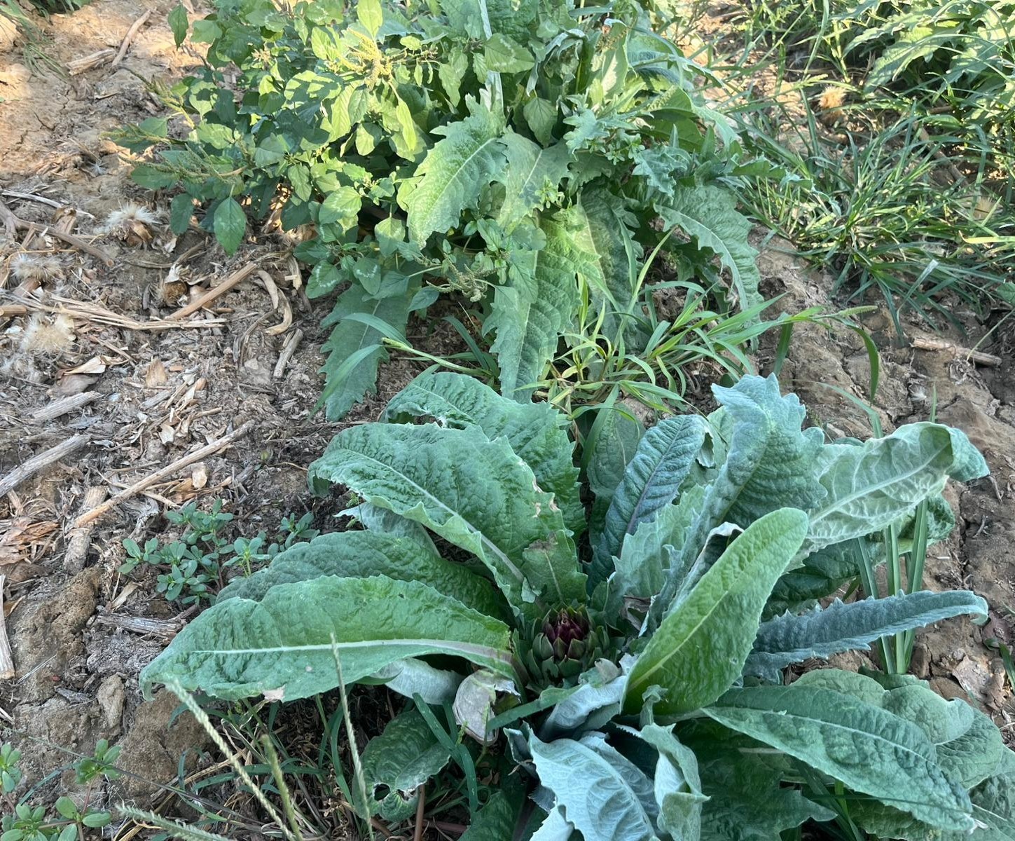 Aydın’da Enginar Üreticisi Dertli (4)