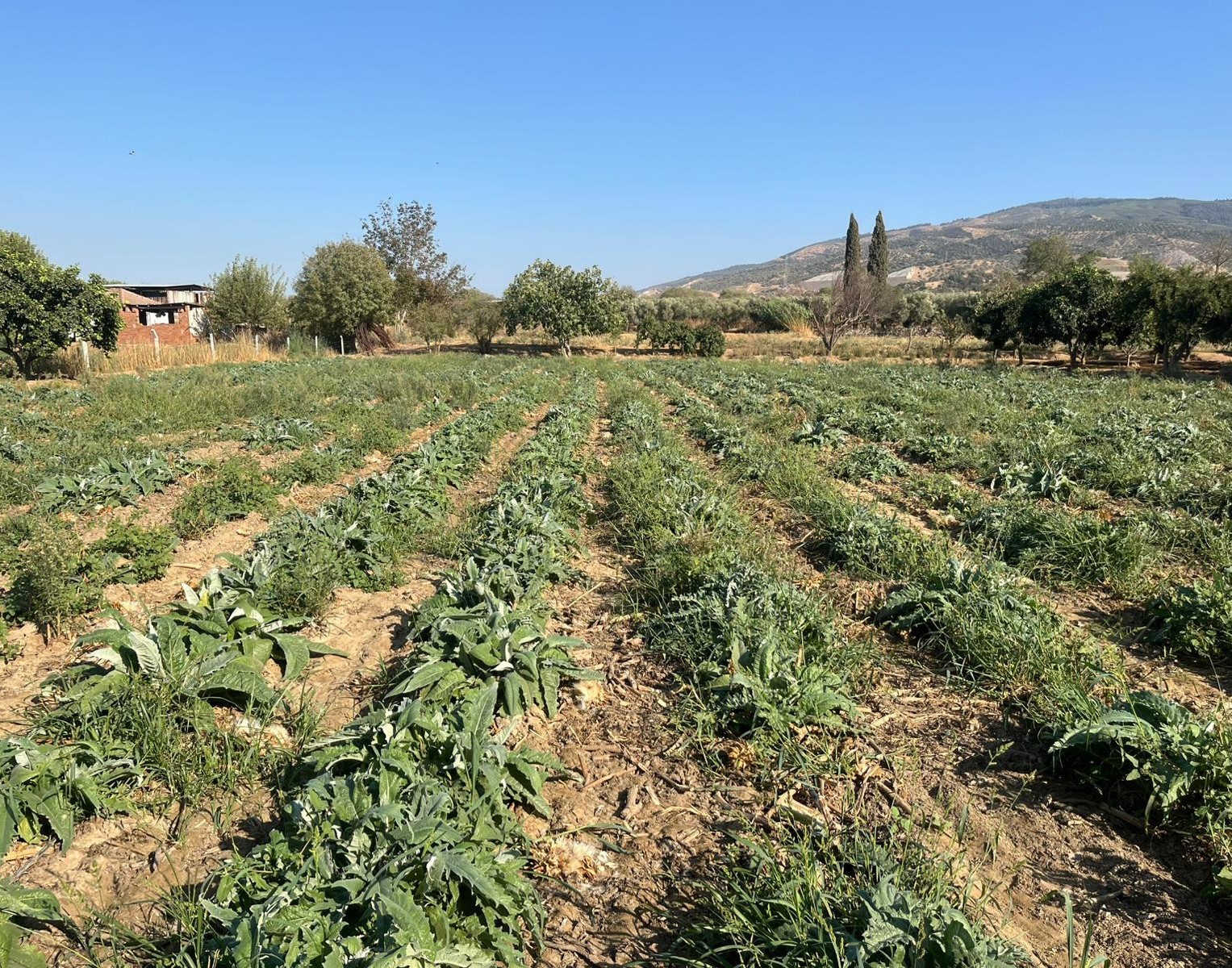 Aydın’da Enginar Üreticisi Dertli (5)