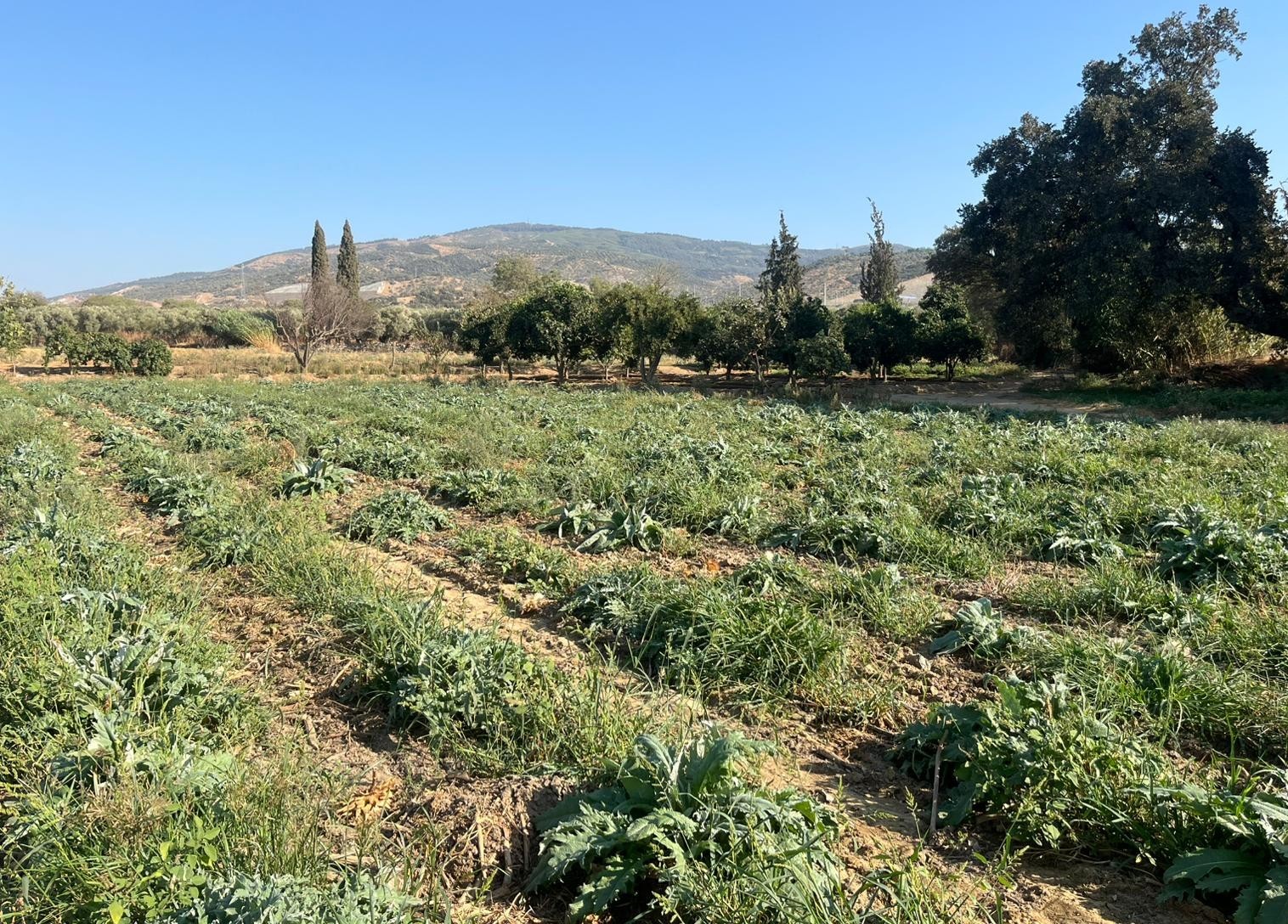 Aydın’da Enginar Üreticisi Dertli (6)