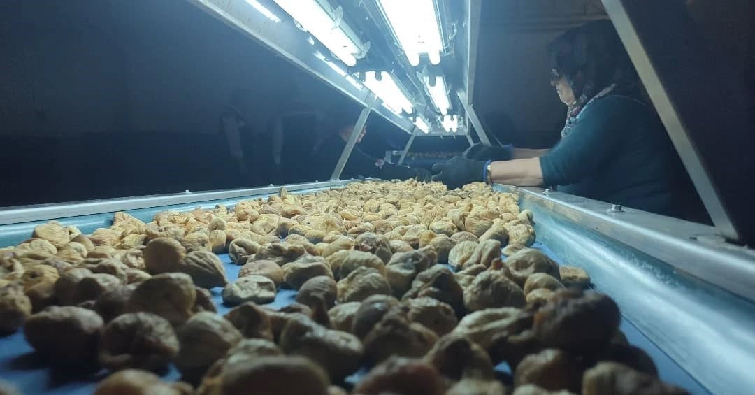 Aydın’da Incir Depoları Denetlendi (3)