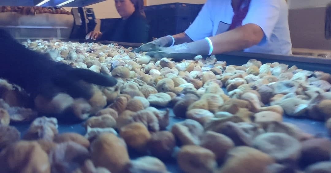 Aydın’da Incir Depoları Denetlendi (4)