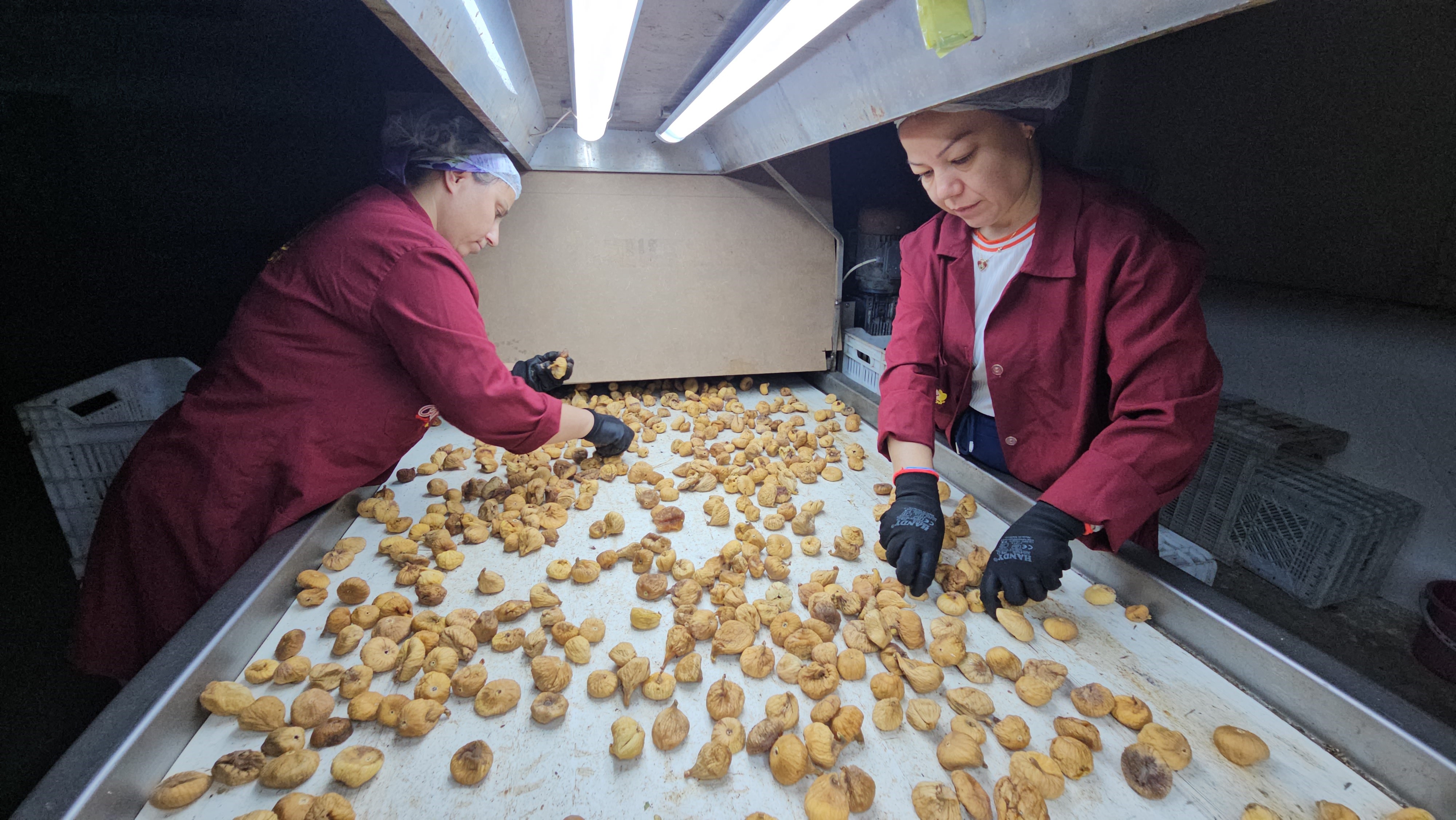 Aydın’da Incirde Aflatoksin Ve Okratoksin Alarmı (3)