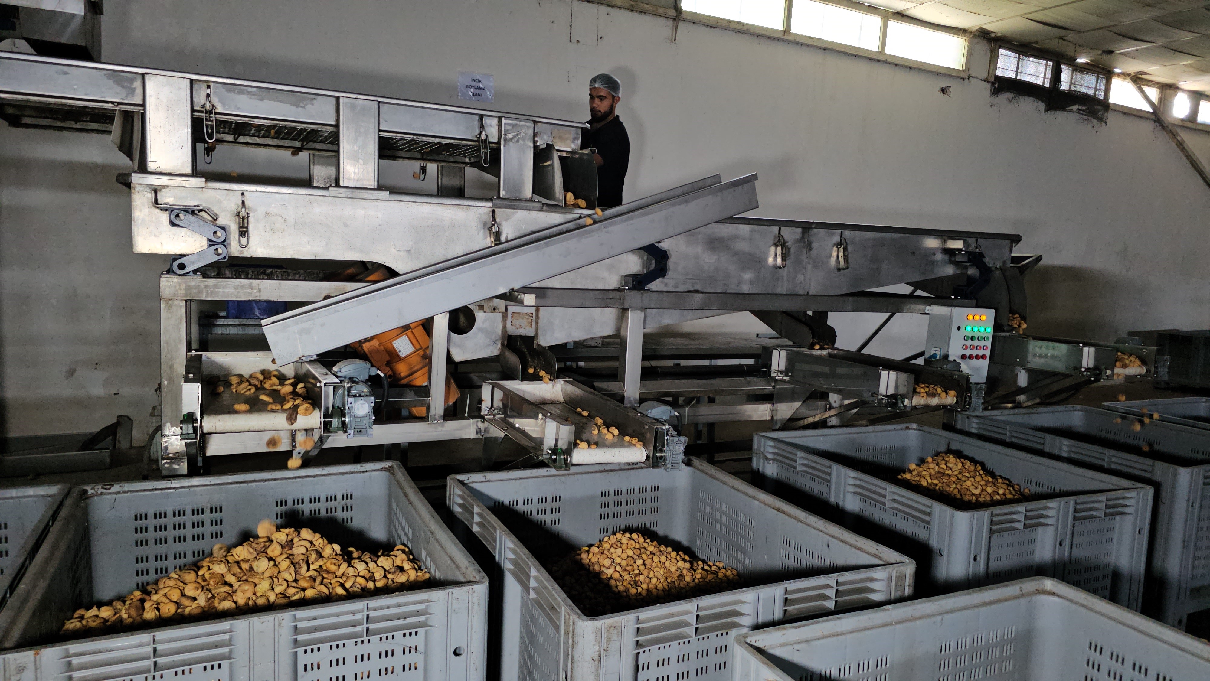 Aydın’da Incirde Aflatoksin Ve Okratoksin Alarmı (4)