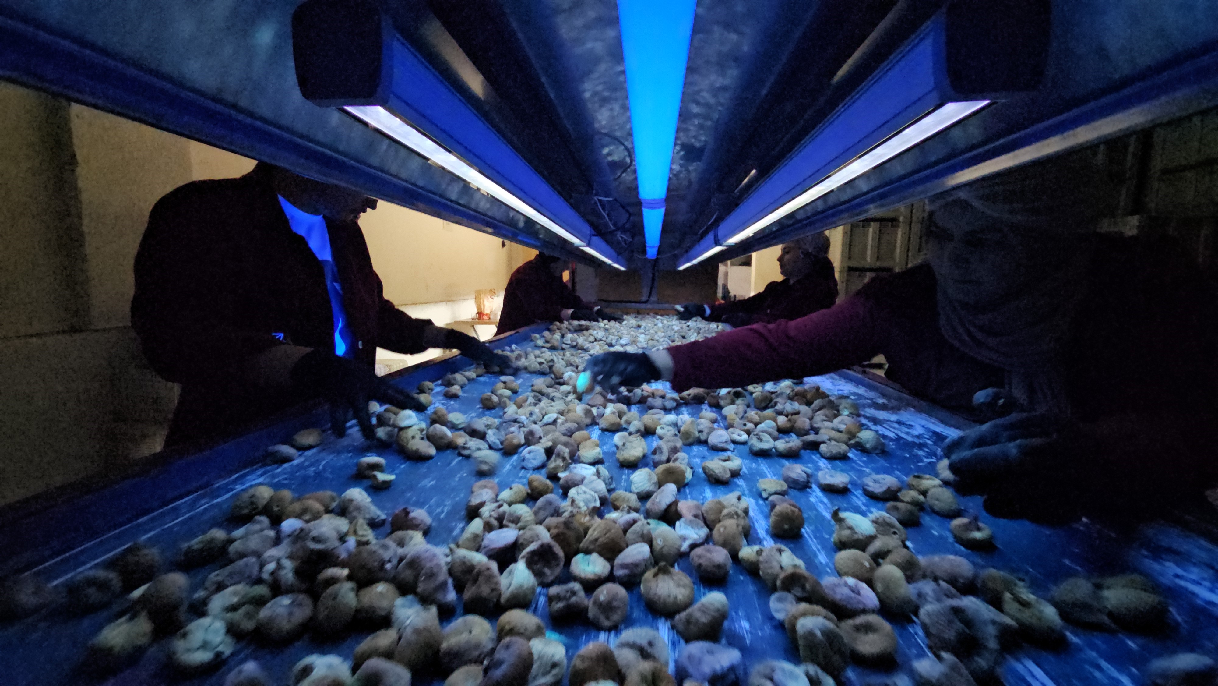 Aydın’da Incirde Aflatoksin Ve Okratoksin Alarmı