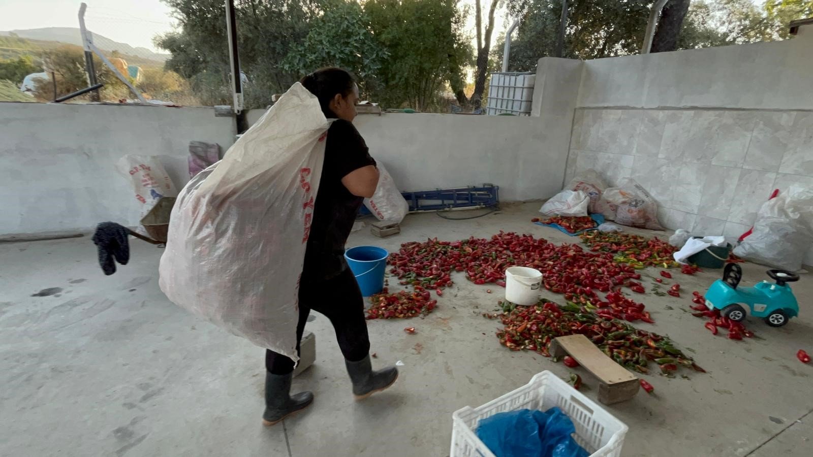 Aydın’da Kamu Yönetimi Okudu, Köye Dönüp Salça Yapmaya Başladı (5)