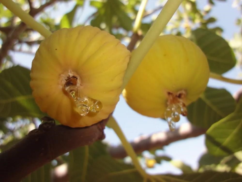 Aydın’da Kuru Incirde Kirli Oyun (3)