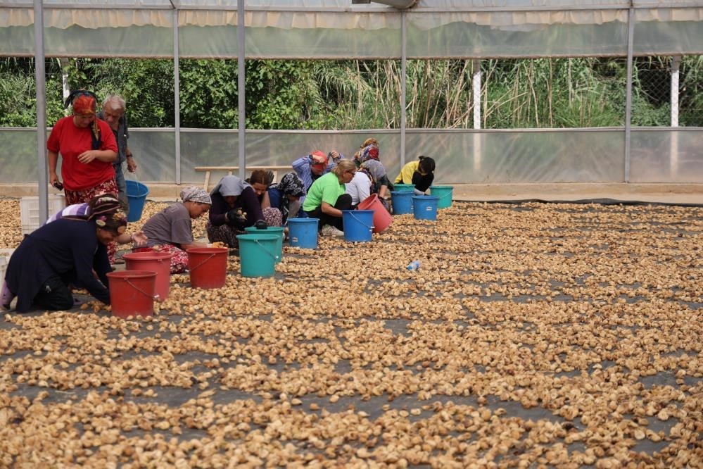 Aydın’da Kuru Incirde Kirli Oyun (5)