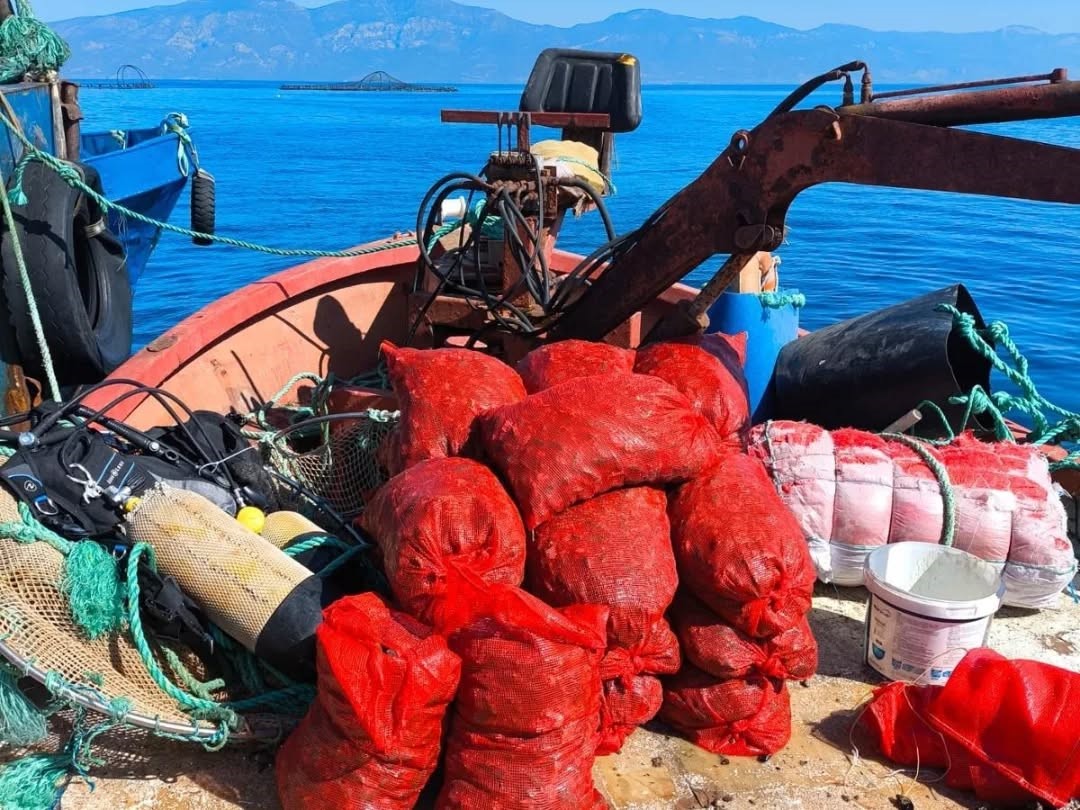 Aydın’da Midye Operasyonu (4)