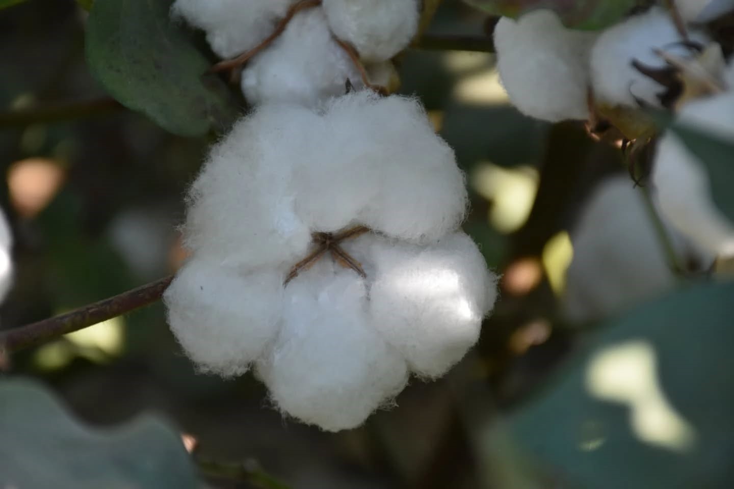 Aydın’da Pamuk Tarlalarında Inceleme (2)