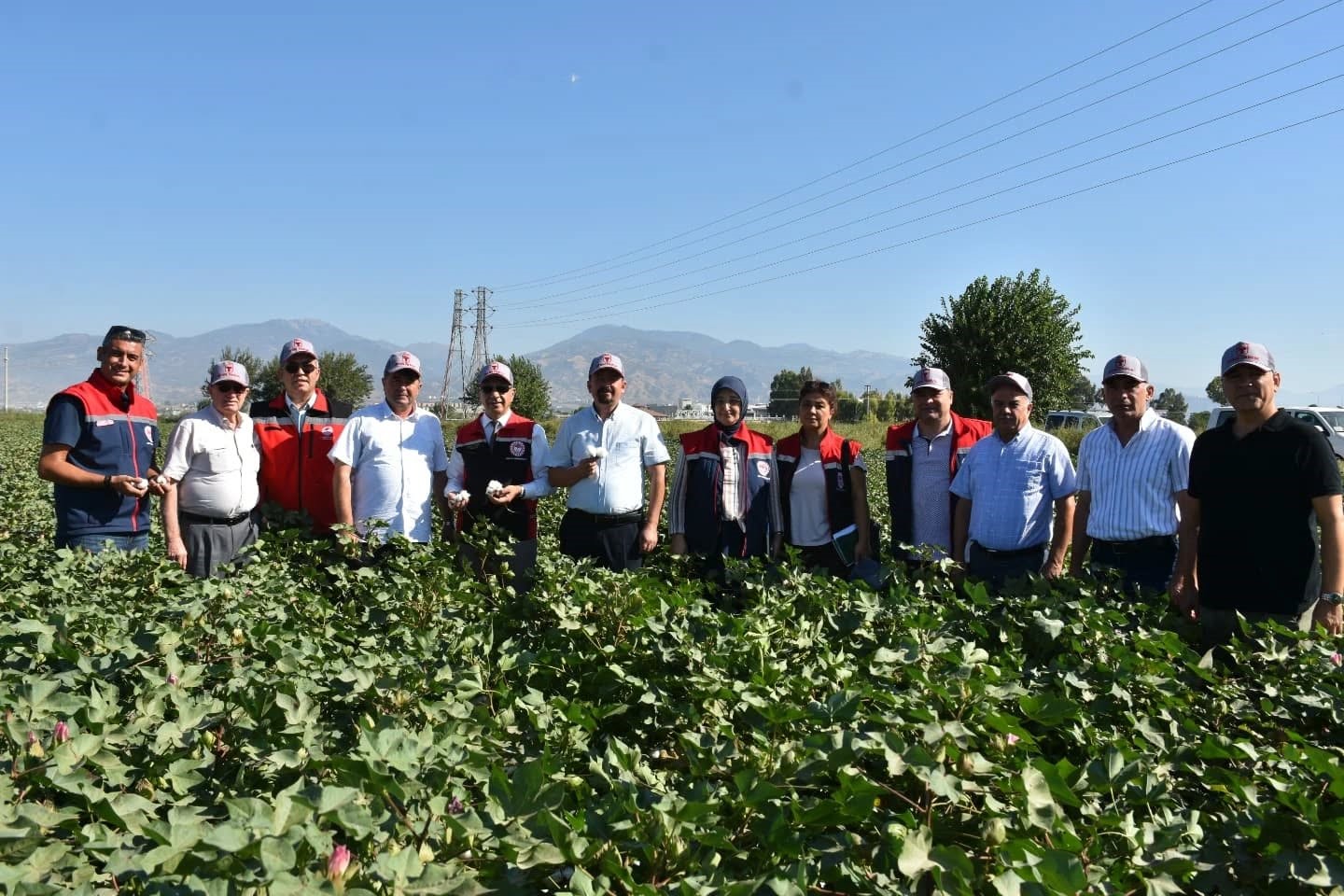Aydın’da Pamuk Tarlalarında Inceleme