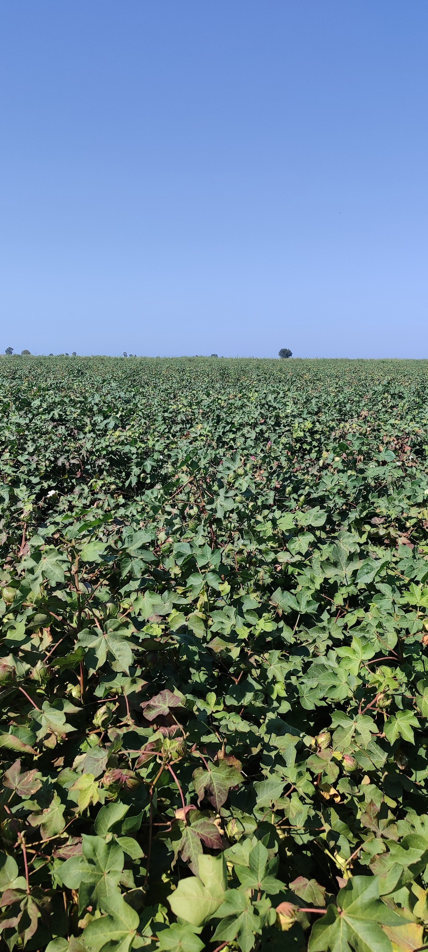 Aydın’da Pamuk Tarlalarından Sevindiren Haber (3)