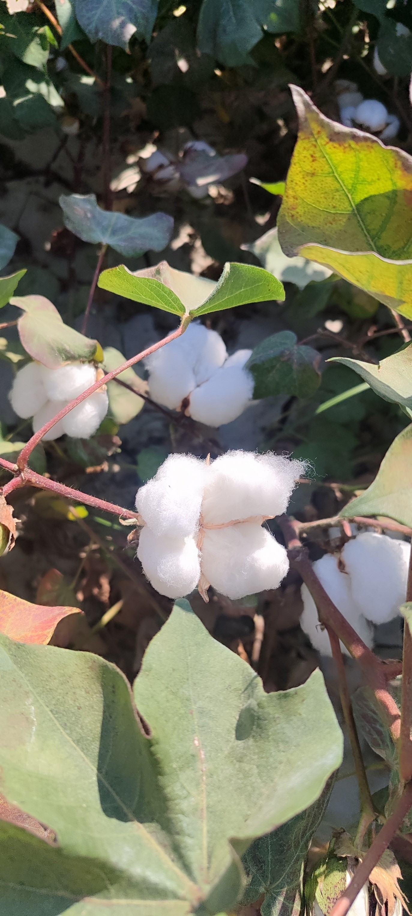Aydın’da Pamuk Tarlalarından Sevindiren Haber (4)