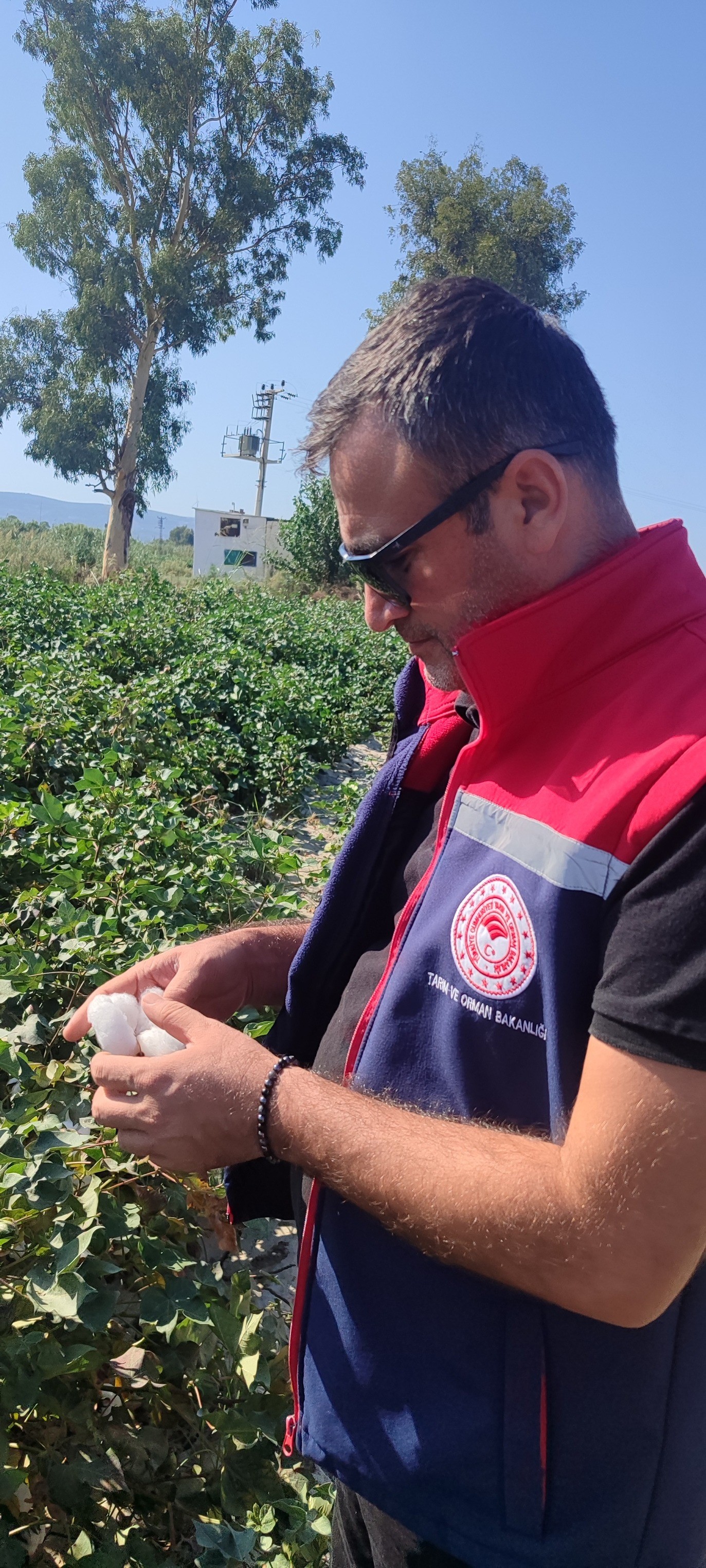 Aydın’da Pamuk Tarlalarından Sevindiren Haber (5)