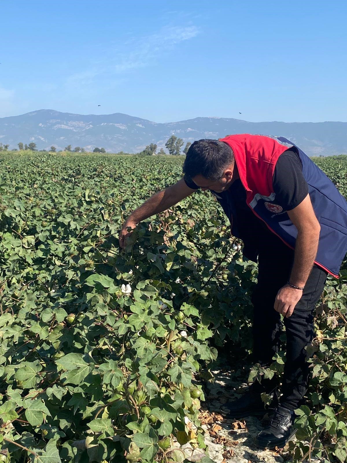 Aydın’da Pamuk Tarlalarından Sevindiren Haber