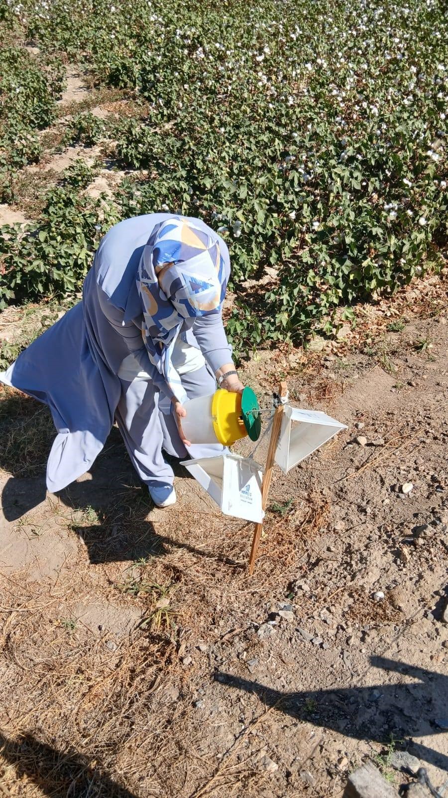 Aydın’da Pembekurt Alarmı (7)