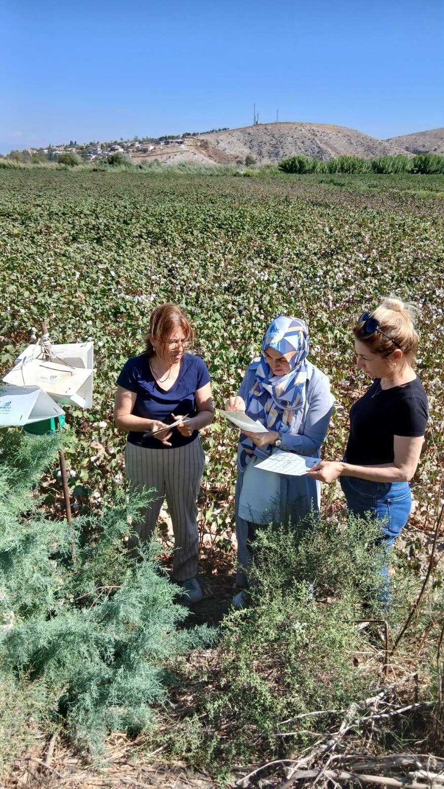 Aydın’da Pembekurt Alarmı (8)
