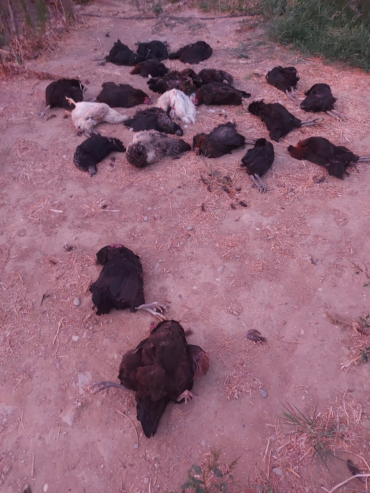 Aydın’da Sokak Köpekleri 25 Tavuğu Öldürdü (3)