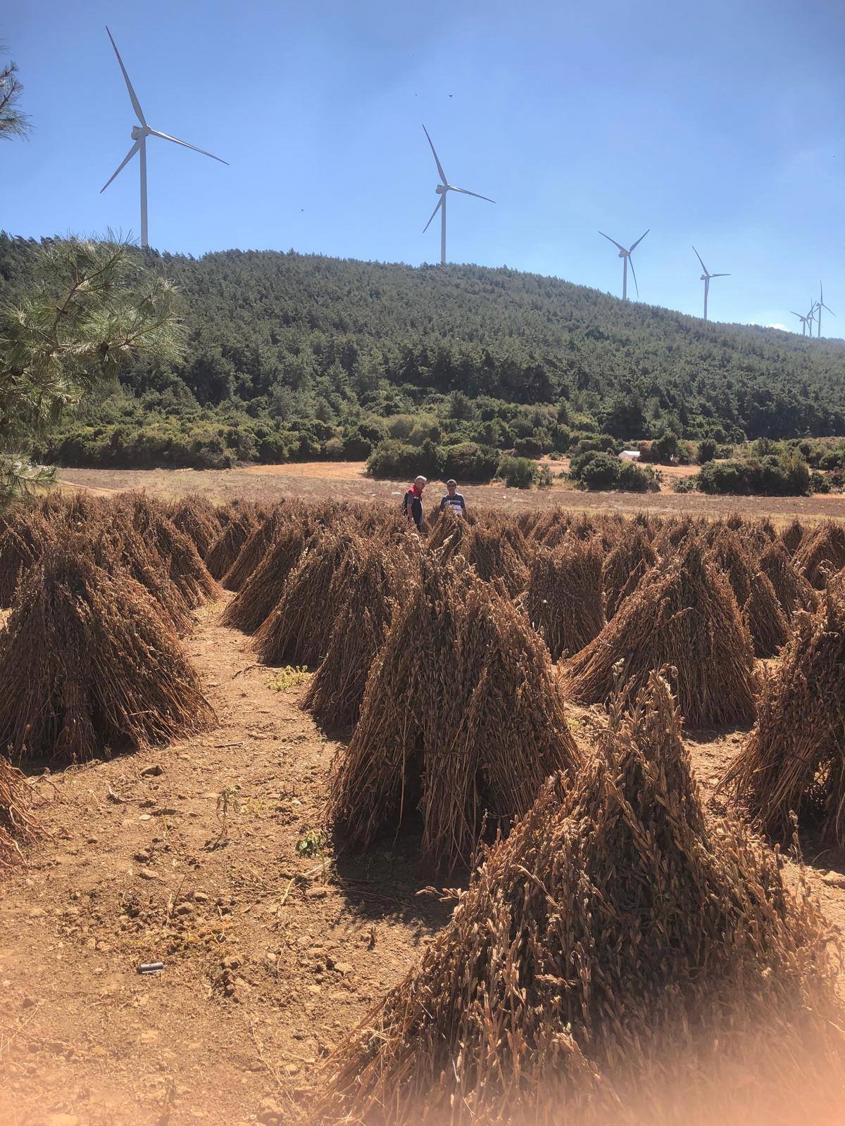 Aydın’da Susamda Zaman Geldi (2)
